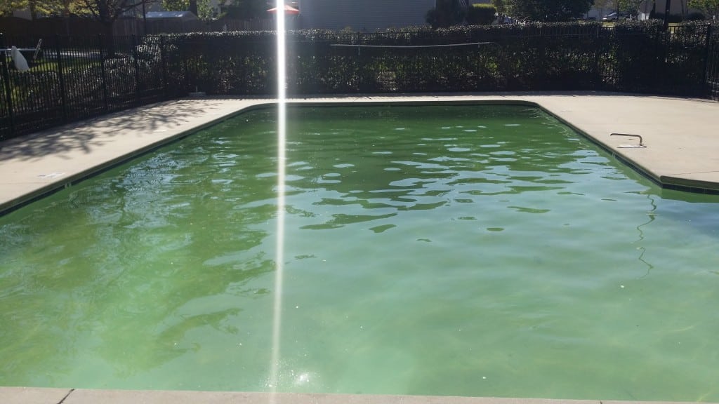 algae build up in pool